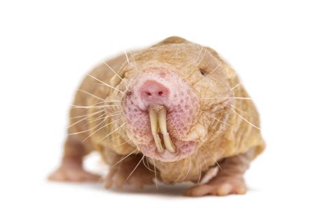 ugly rats pics|Ugly Rats Photos, Download The BEST Free Ugly。